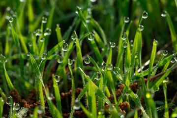 Nice morning dew on green grass close up macro photography nature with free space for text