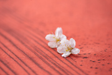 Obraz na płótnie Canvas 赤い背景と桜の花
