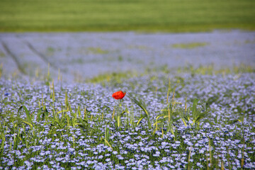 coquelicot rouge au milieu d'un champ de lin bleu
