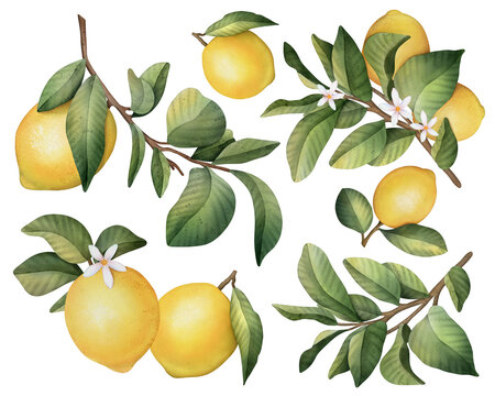 Lemon fruit set watercolor illustration isolated on white background
