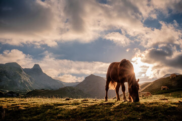 a horse in semi-freedom grazing peacefully at sunset in a mountain landscape, backlit by a horse in...
