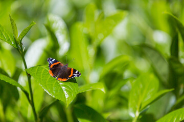 A beautiful red admiral butterfly basks in the Spring sunshine on the leaves of a laurel bush