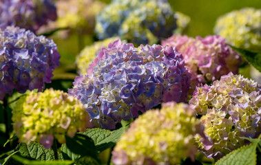 Summer photo or background with multicolored flowers. Beautiful nature scene with a flowering tree. Beautiful healthy hydrangeas, blooming in blue, pink and purple shades.