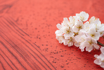 赤い背景と桜の花