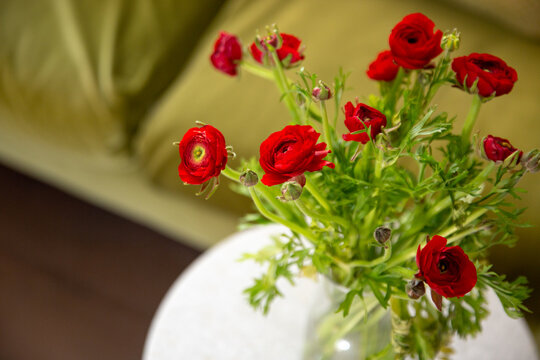 Red Ranunculus flowers in a vase