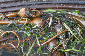 Close-up of large bull kelp bed on the surface of  shallow cold water. Marine habitat restoration.