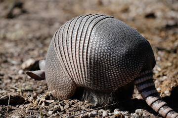 Nine-banded armadillo close up digging in winter dirt.