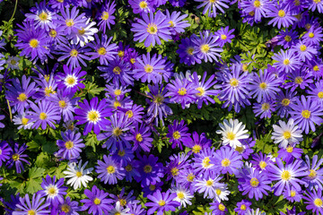 Selective focus of white, blue flower Anemonoides blanda in the darden, Oosterse anemoon or Grecian...