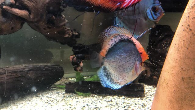 Diskusfische im Aquarium, Buntbarsche.