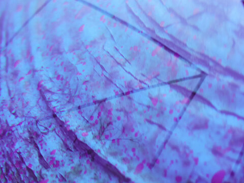 a river shell