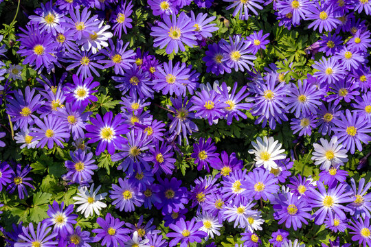 Selective focus of white, blue flower Anemonoides blanda in the darden, Oosterse anemoon or Grecian windflower is a species of flowering plant in the family Ranunculaceae, Nature floral background.