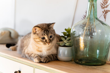 Cute cat on chest of drawers with deco items