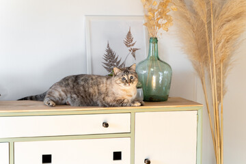 Cute cat on chest of drawers with deco items