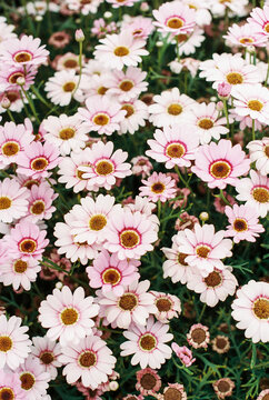Marguerite daisy flowers