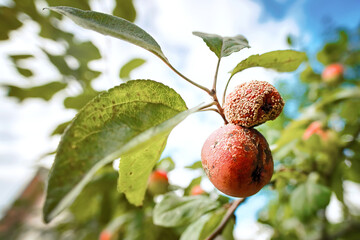 Rotten apple on branch. Spoiled crop of apples. Fruits infected by apple monilia fructigena. Farming, agriculture, remedy for trees diseases concept