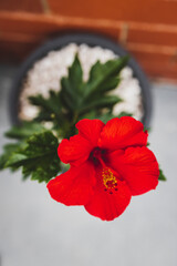 close-up of red hibiscus plant with big flower outdoor in sunny backyard