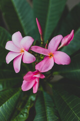 close-up of frangipani plumeria plant with pink flowers