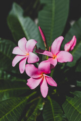 close-up of frangipani plumeria plant with pink flowers