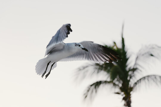 Black-Headed Gull Flying