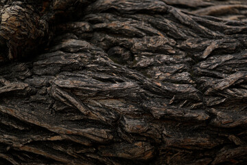 Background. bark of a tree