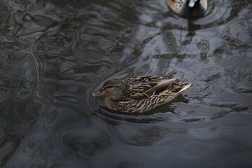 duck in the water