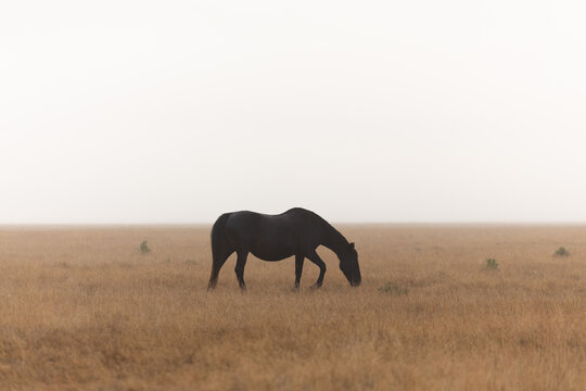A horse on a lawn in the Italian highlands