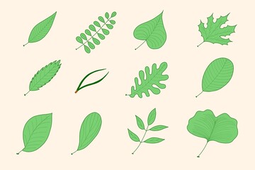 Collection of assorted green leaves