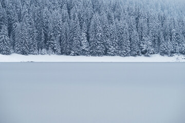 pine tree forest, lake and snow winter scene