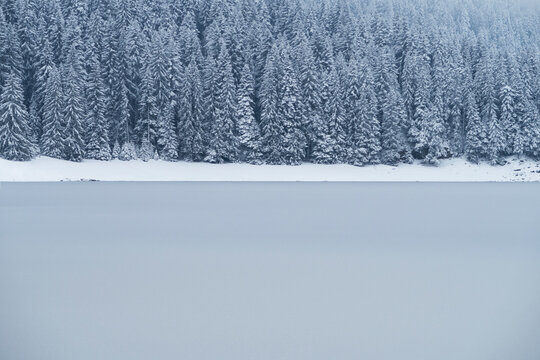 pine tree forest, lake and snow winter scene