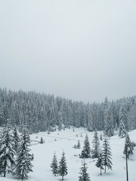 pine tree forest and snow winter scene with foggy sky