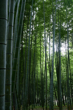 Closeup quiet bamboo forest
