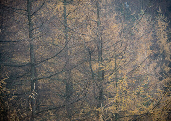 Abstract Autumn in the Lake District. Cumbria