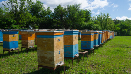 Fototapeta na wymiar Rural apiary and honey production. Bee hive. A swarm of bees in a beehive in an apiary.