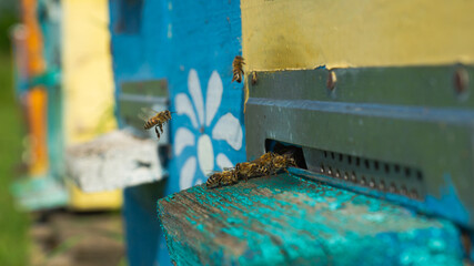 Rural apiary and honey production. Bee hive. A swarm of bees in a beehive in an apiary.