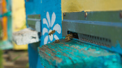 Rural apiary and honey production. Bee hive. A swarm of bees in a beehive in an apiary.