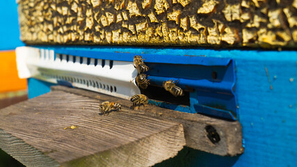 Obraz premium Rural apiary and honey production. Bee hive. A swarm of bees in a beehive in an apiary.