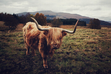 highland cow hairy coo in Scotland in a field with mountains - obrazy, fototapety, plakaty