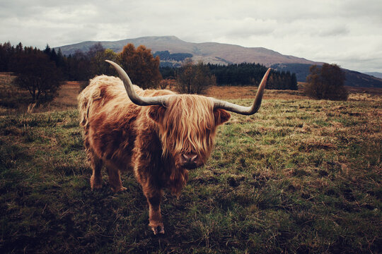highland cow hairy coo in Scotland in a field with mountains
