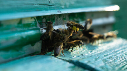Rural apiary and honey production. Bee hive. A swarm of bees in a beehive in an apiary.