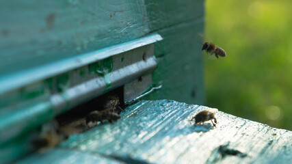 Rural apiary and honey production. Bee hive. A swarm of bees in a beehive in an apiary.
