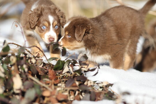 Mini Aussie