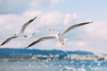 Flying seagulls