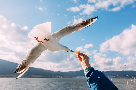 Feeding seagull