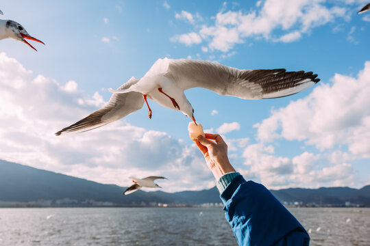 Feeding seagull