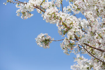 番所丘公園の満開の桜を近接撮影	