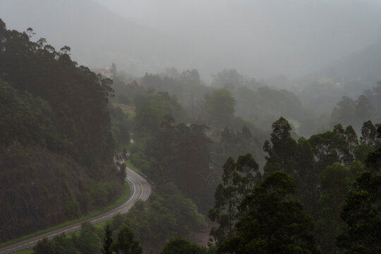 Forest road at rainy day