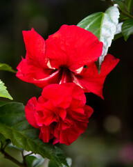 Single Red Hibiscus with green blurry background