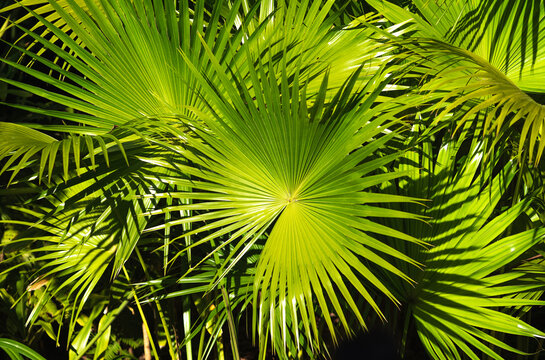 Lush Tropical Jungle Texture