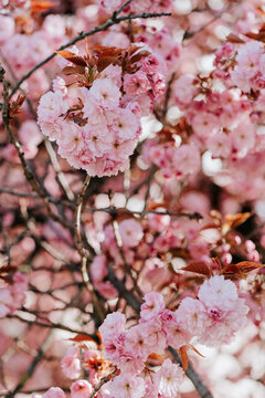 Flowering cherry tree covered in dainty pink spring blossom