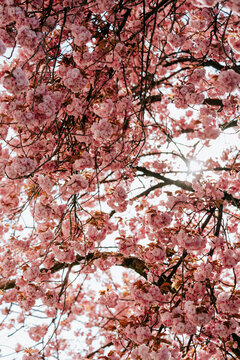 Flowering cherry tree covered in dainty pink spring blossom